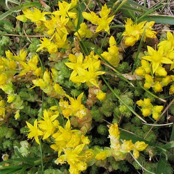6 X Sedum Acre - Stonecrop Pungente - Vaso 9Cm X 9Cm-image