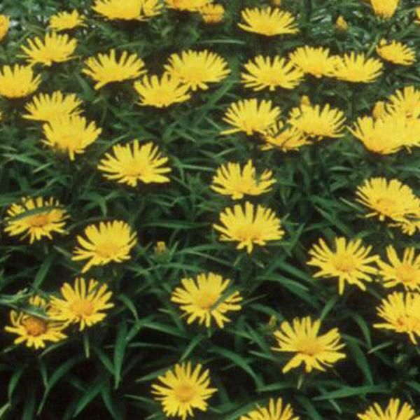 6 X Elecampane A Foglia Di Spada - Inula Ensifolia | Vaso 9Cm X 9Cm-image