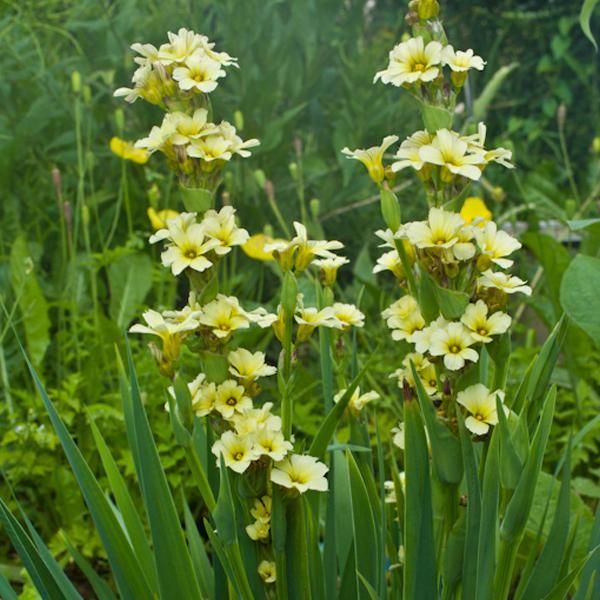 6 X Erba Spada Argentina - Sisyrinchium Striatum | Vaso 9Cm X 9Cm-image