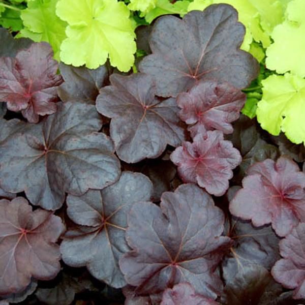 6 Campanelle Argentate - Heuchera 'Obsidian' | Vaso 9 Cm X 9 Cm-image