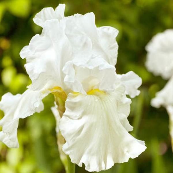 6 X Iris - Iris Germanica 'Immortality' | Vaso 9 Cm X 9 Cm-image