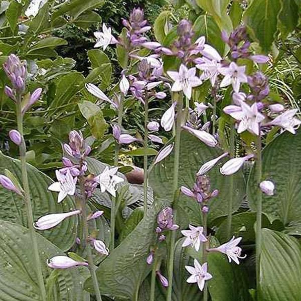 6 X Funkie - Hosta Fortunei 'Hyacinthina' | Vaso 9 Cm X 9 Cm-image