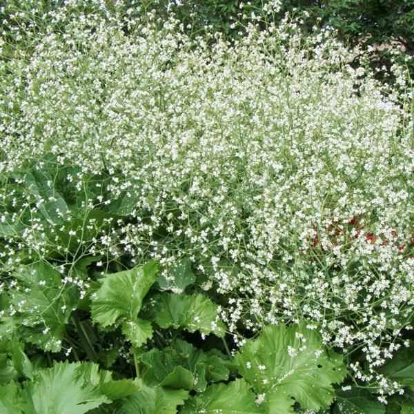6 Cavolfiori A Foglia Di Cuore - Crambe Cordifolia | Vaso 9Cm X 9Cm-image