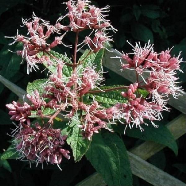 6 X Doss D'acqua Viola - Eupatorium Purpureum | Vaso 9Cm X 9Cm-image