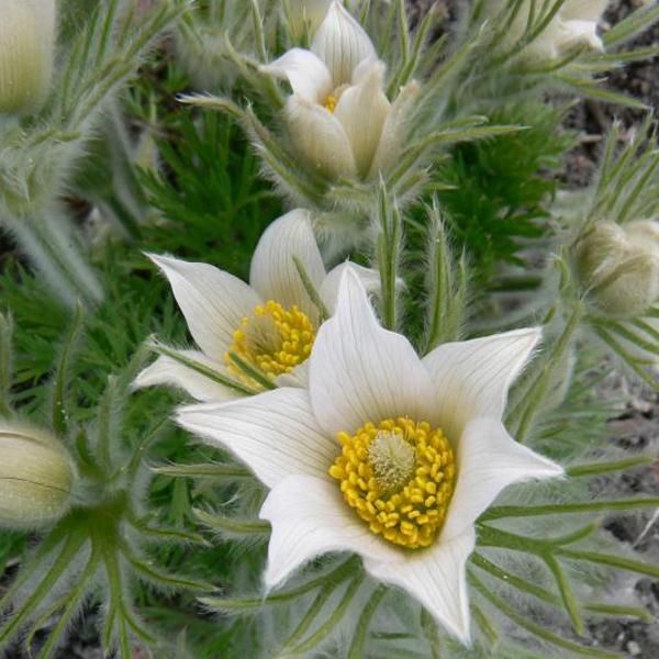 6 X Pulsatilla Vulgaris 'Alba' - Pulsatilla Vulgaris 'Alba' | Vaso 9 Cm X 9 Cm-image