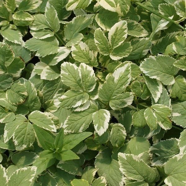 6 X Gottola Bianca - Aegopodium Podagraria 'Variegatum' | Vaso 9Cm X 9Cm-image