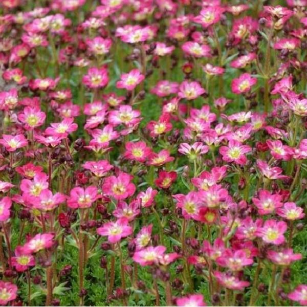 6 X Saxifraga 'Pixie' - Saxifraga 'Pixie' | Vaso 9 Cm X 9 Cm-image