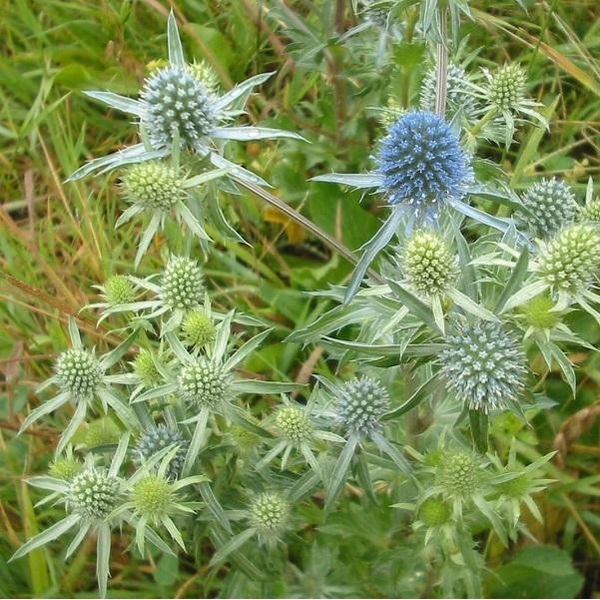 6 X Lettiera Per Uomo - Eryngium Planum | Vaso 9Cm X 9Cm-image
