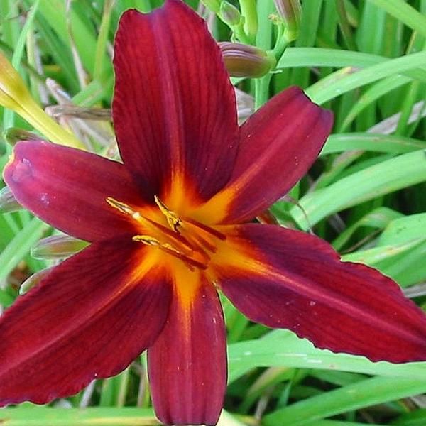 6 X Daylily - Hemerocallis 'Flaming Sword' | Vaso 9 Cm X 9 Cm-image