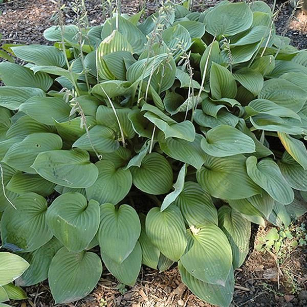 6 X Funkie - Hosta Fortunei 'Obscura' | Vaso 9 Cm X 9 Cm-image