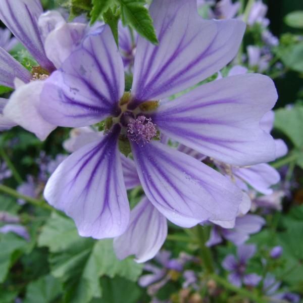 6 X Malva Di Algeri - Malva Sylvestris 'Primley Blue' | Vaso 9 Cm X 9 Cm-image