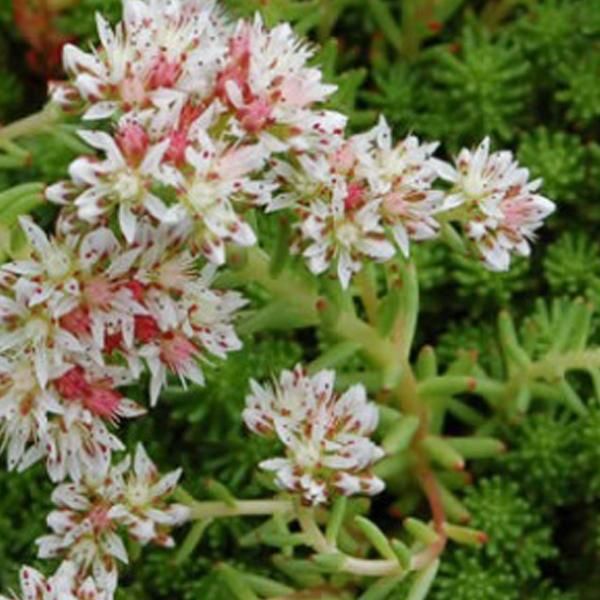 6 X Sedum Lydium Turco - Vaso 9Cm X 9Cm-image