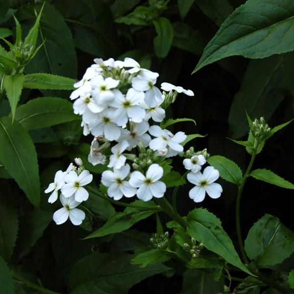 6 X Violetta Notturna - Hesperis Matronalis 'Alba' | Vaso 9 Cm X 9 Cm-image