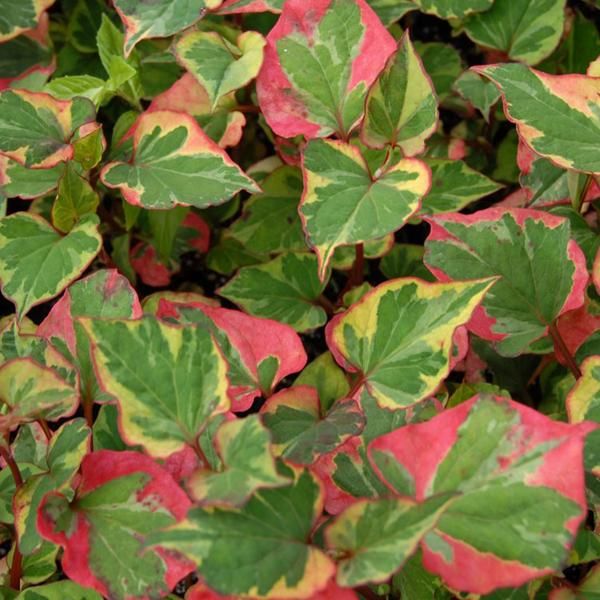 6 X Coda Di Lucertola - Houttuynia Cordata 'Chameleon' | Vaso 9 Cm X 9 Cm-image