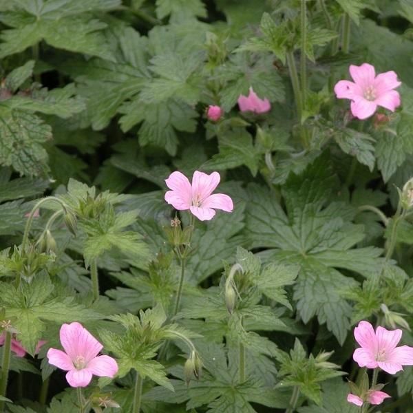 6 X Cranesbill Dei Pirenei - Geranium Endressii | Vaso 9Cm X 9Cm-image