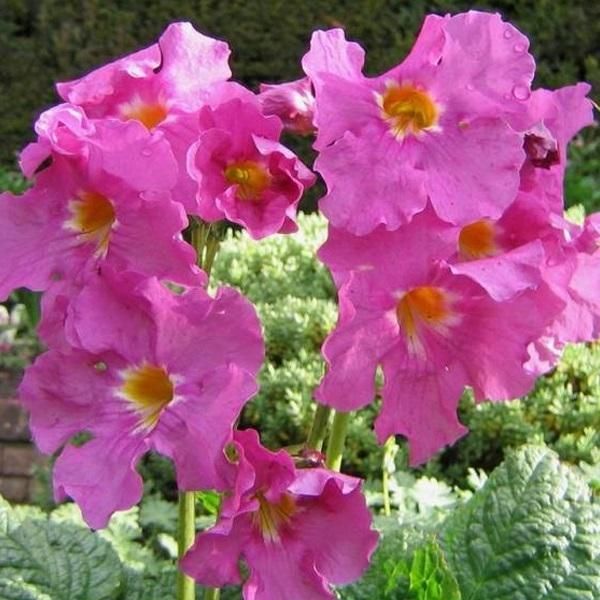 6 X Gloxinia Dello Yunnan Da Esterno - Incarvillea Delavayi | Vaso 9Cm X 9Cm-image