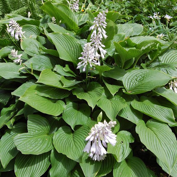 6 X Siebolds Funkie - Hosta Sieboldiana | Topf 9Cm X 9Cm-image