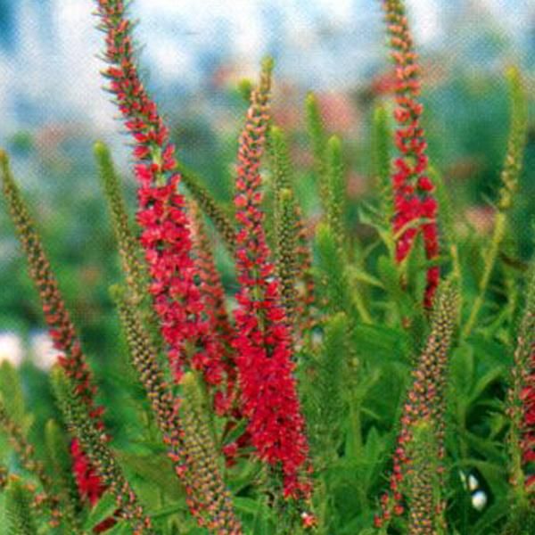 6 X Veronica Spicata 'Rotfuchs' - Veronica Spicata 'Rotfuchs' | Vaso 9 Cm X 9 Cm-image