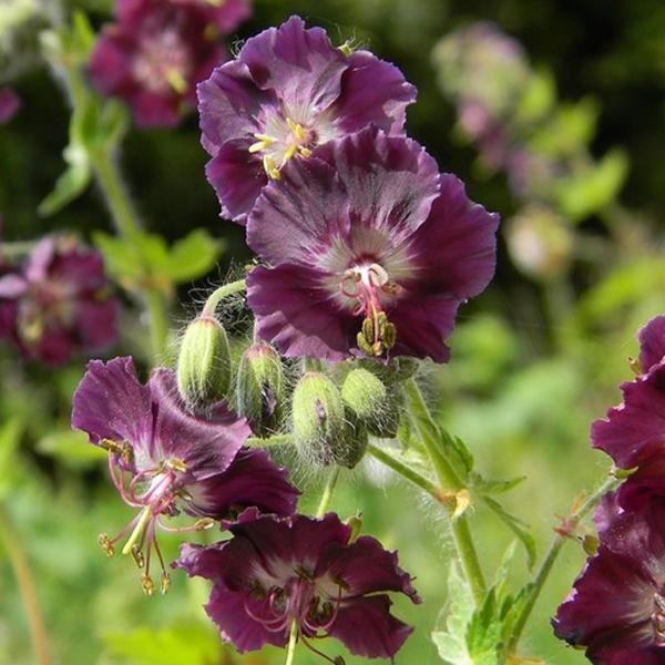 6 X Geranio Bruno - Geranium Phaeum 'Samobor' | Vaso 9 Cm X 9 Cm-image