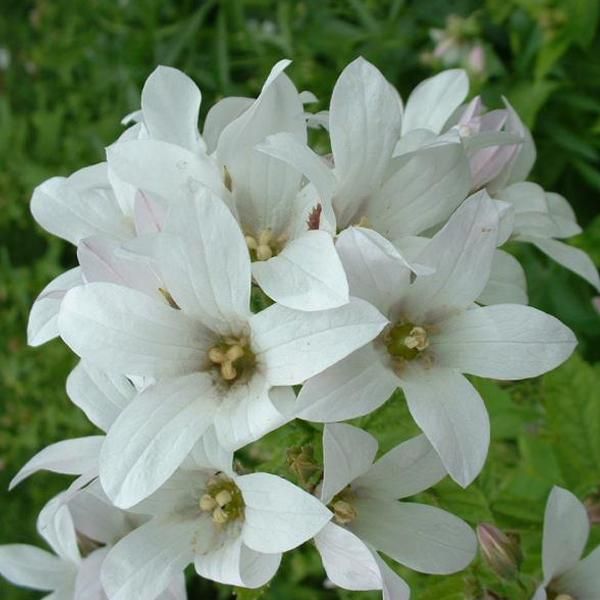 6 Campanule Di Bosco - Campanula Latifolia 'Alba' | Vaso 9 Cm X 9 Cm-image