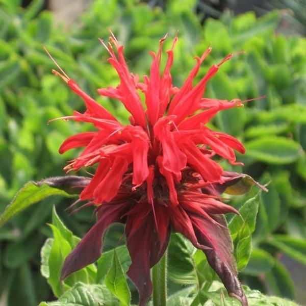 6 X Monarda 'Cambridge Scarlet' | Vaso 9 Cm X 9 Cm-image