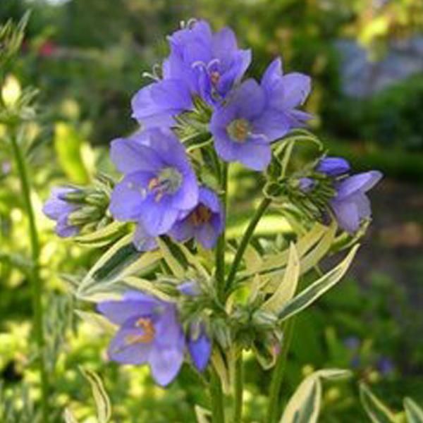 6 X Jakobsleiter - Polemonium Caeruleum 'Brise D'anjou' | Vaso 9 Cm X 9 Cm-image