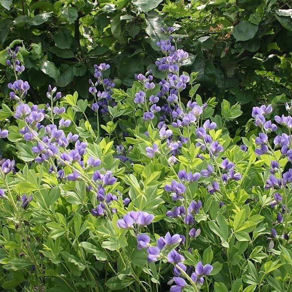 6 X Baccello Di Tintore Blu - Baptisia Australis | Vaso 9Cm X 9Cm-image