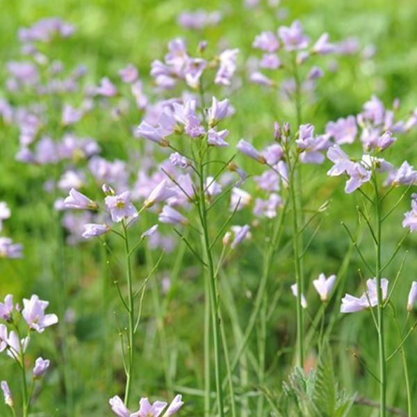6 X Erba Cipollina - Cardamine Pratensis | Vaso 9Cm X 9Cm-image