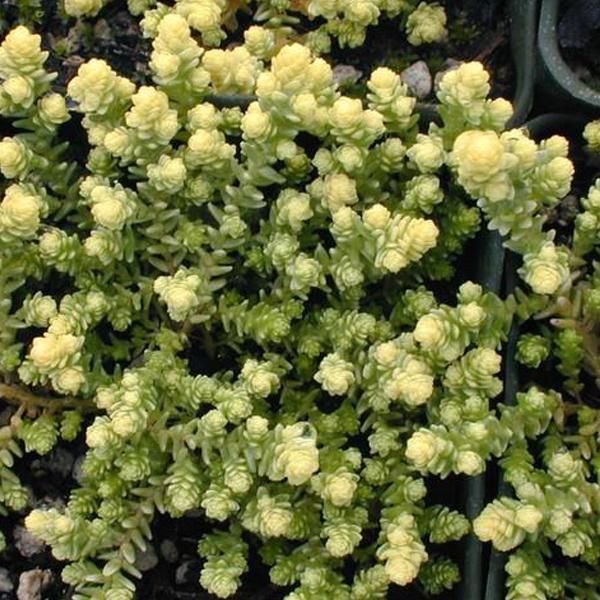 6 X Sedum Acre 'Elegans' | Vaso 9 Cm X 9 Cm-image