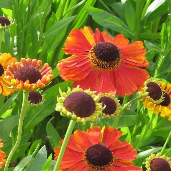 6 X Helenium 'Rubinzwerg' | Vaso 9 Cm X 9 Cm-image