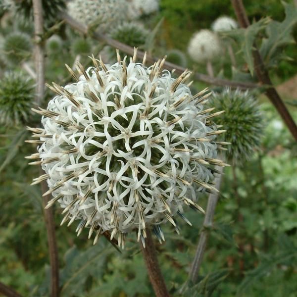6 X Echinops Sphaerocephalus 'Artic Glow' | Vaso 9 Cm X 9 Cm-image