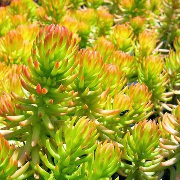 6 X Piante Grasse - Sedum Reflexum 'Angelina' | Vaso 9 Cm X 9 Cm-image