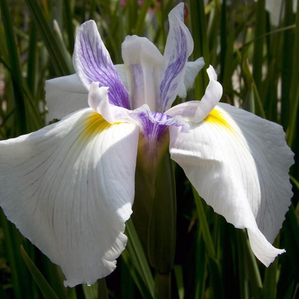 6 X Iris Giapponese - Iris Ensata 'Emotion' | Vaso 9 Cm X 9 Cm-image