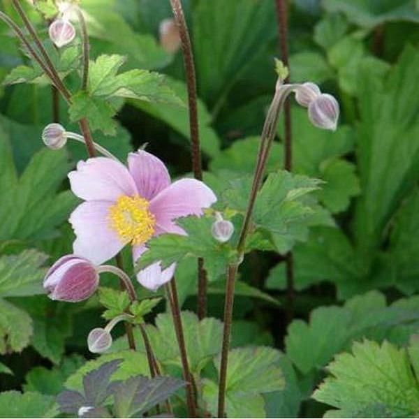 6 X Anemone Autunnale - Anemone Hupehensis 'September Charm' | Vaso 9 Cm X 9 Cm-image