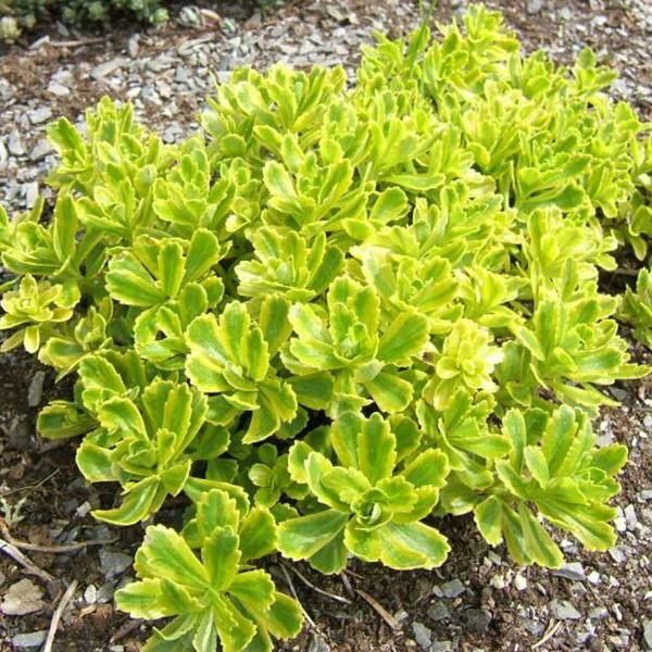 6 X Pinguicola Della Kamchatka - Sedum Kamtschaticum | Vaso 9Cm X 9Cm-image