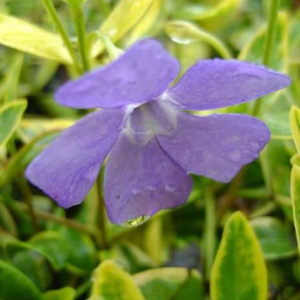 6 X ImmergrüN - Vinca Minor 'Aureovariegata' | Topf 9Cm X 9Cm-image