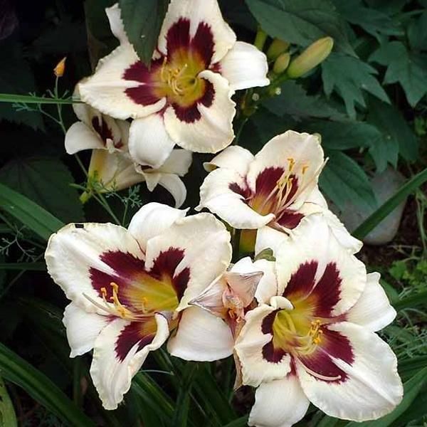 6 X Daylily - Hemerocallis 'Moon Masquerade' | Vaso 9 Cm X 9 Cm-image