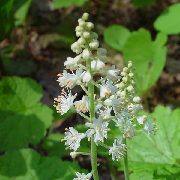 6 X Giglio Espanso A Foglia Di Cuore - Tiarella Cordifolia | Vaso 9Cm X 9Cm-image