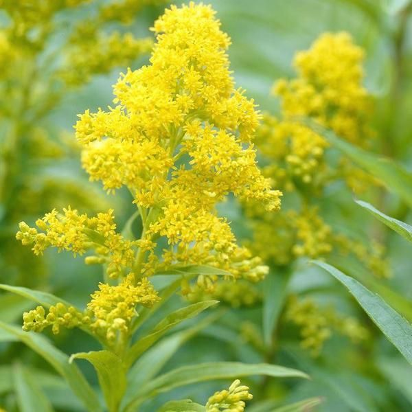 6 X Verga D'oro - Solidago 'Goldkind' | Vaso 9 Cm X 9 Cm-image