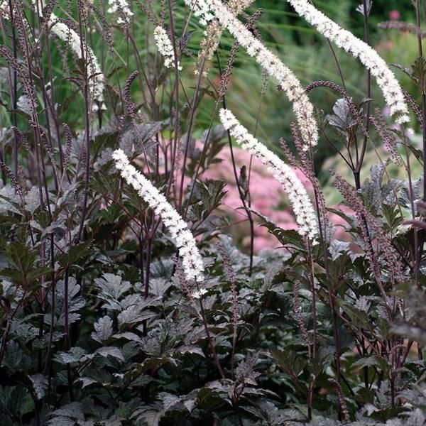 6 X Erba Di Cristo - Actaea Racemosa 'Atropurpurea' | Vaso 9 Cm X 9 Cm-image