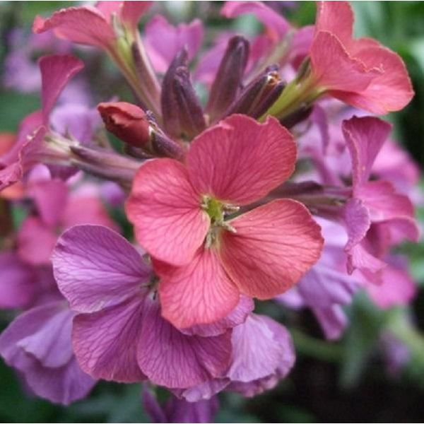 6 X Erysimum 'Constant Cheer' | Vaso 9 Cm X 9 Cm-image