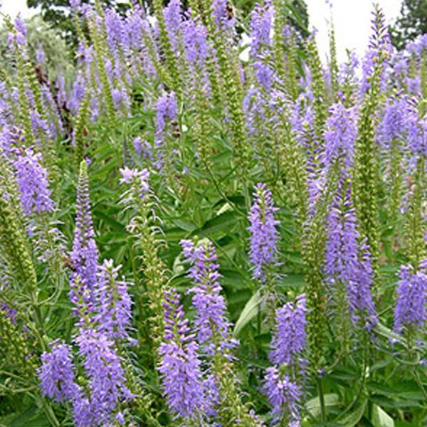 6 X Ehrenpreis - Veronica Spicata | Topf 9Cm X 9Cm-image