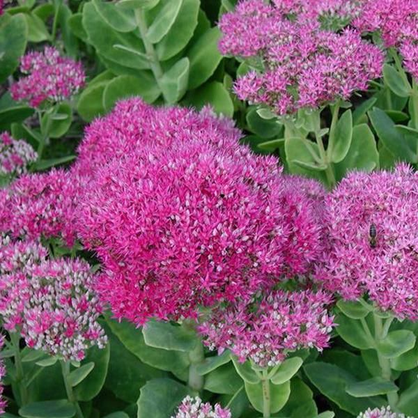 6 X Piante Grasse - Sedum Spectabile 'Brillant' | Vaso 9 Cm X 9 Cm-image