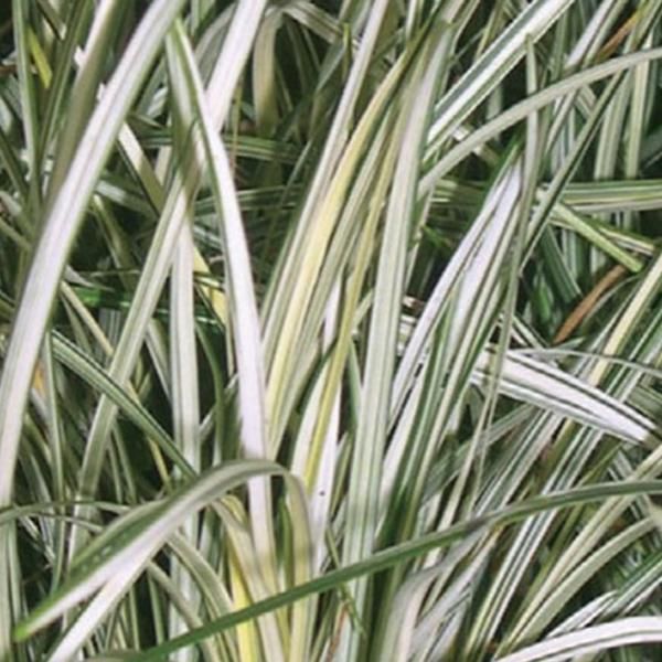 6 X Ophiopogon Giapponese - Ophiopogon 'Silver Mist' | Vaso 9 Cm X 9 Cm-image