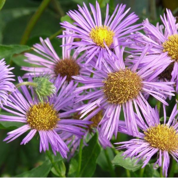 6 X Rami Sottili - Erigeron 'Dunkelste Aller' | Vaso 9 Cm X 9 Cm-image