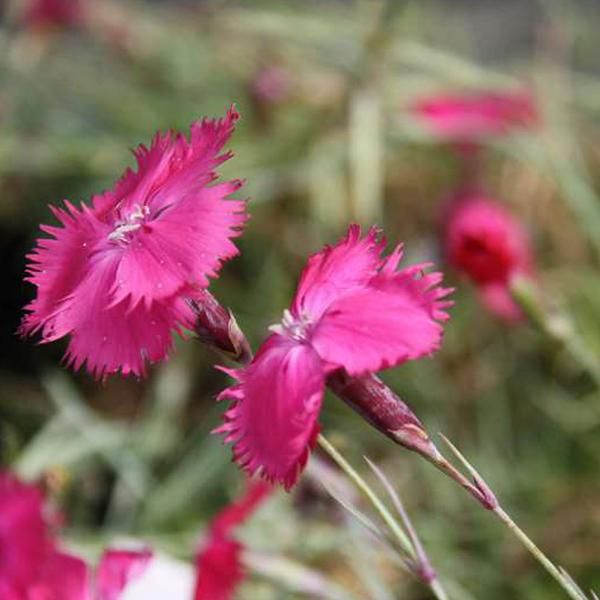 6 X Garofano Di Pentecoste - Dianthus Gratianopolitanus | Vaso 9Cm X 9Cm-image