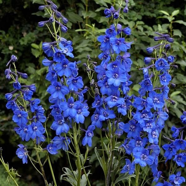 6 X Delphinium Del Pacifico - Delphinium 'Blue Bird' | Vaso 9 Cm X 9 Cm-image