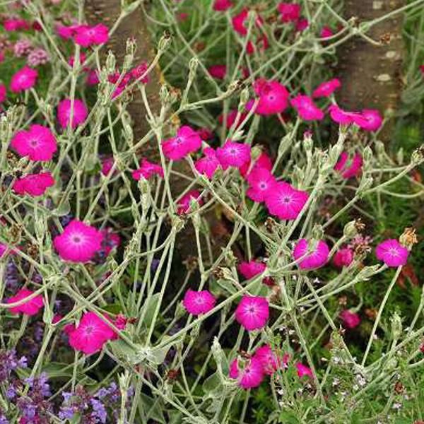 6 X Garofano Di Vexier - Lychnis Coronaria | Vaso 9Cm X 9Cm-image