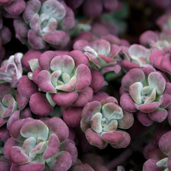 6 X Pinguicola - Sedum Spathulifolium 'Purpureum' | Vaso 9 Cm X 9 Cm-image