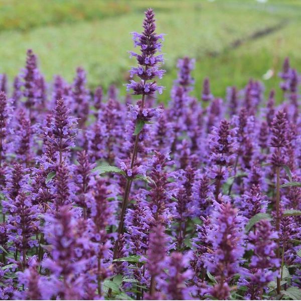 6 X Agastache Rugosa - Agastache 'Purple Haze' | Vaso 9 Cm X 9 Cm-image